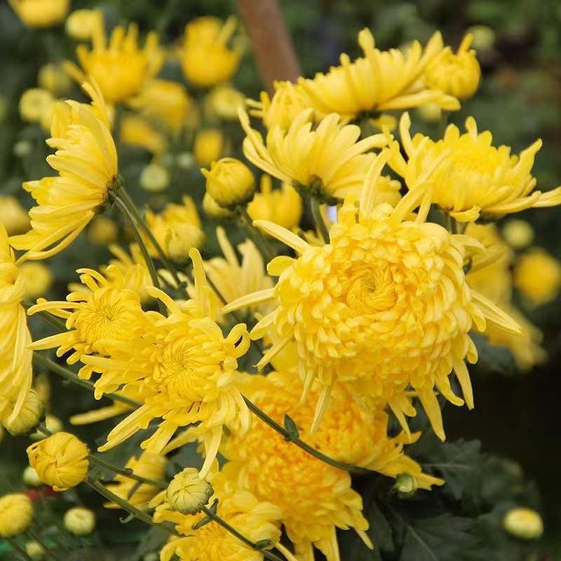 Natural Golden-yellow Chrysanthemum Flowers